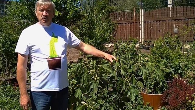 Инжир. Выращиваем в воронежской области!