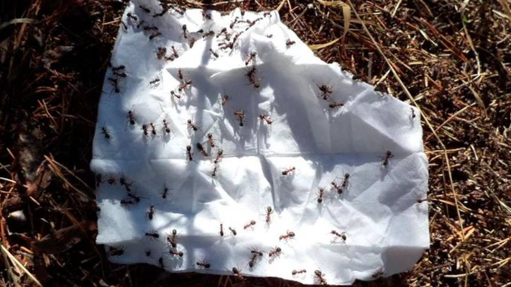 Защита от комаров природными средствами смотреть онлайн