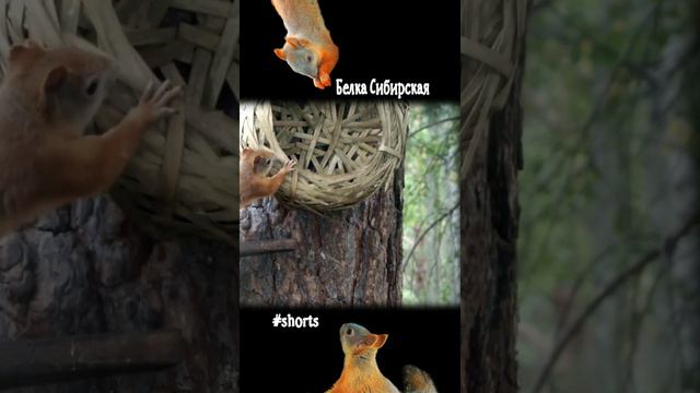 Белки разбирают орехи