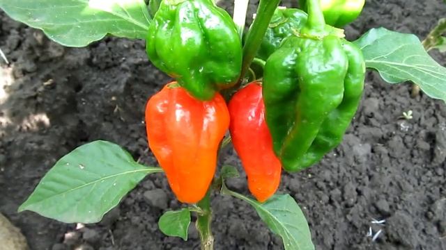 Habanero Red Dominica - Доминиканский красный хабанеро