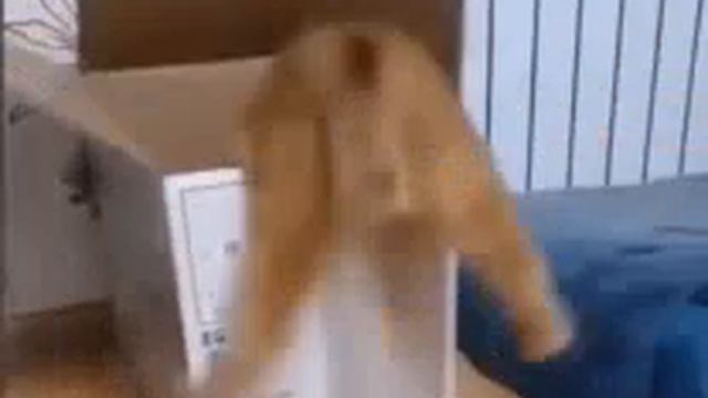 мая попа😎оп оп попа попа нет белин Жопа смотреть онлайн