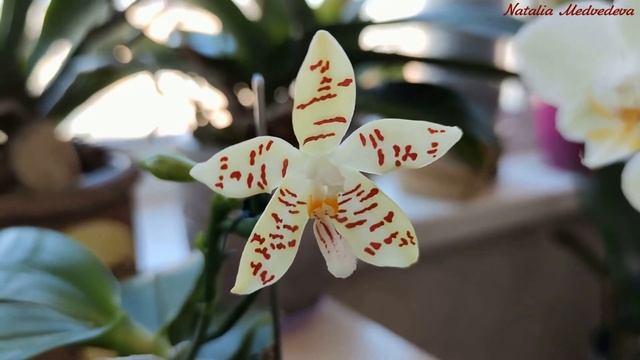Фаленопсис ЗЕБРИНА (Phal. ZEBRINA 'palawan') из размера 2,5` к цветению за 6 месяцев! Уход и полив! смотреть онлайн