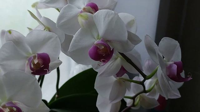 Обзор орхидей май 2022 смотреть онлайн