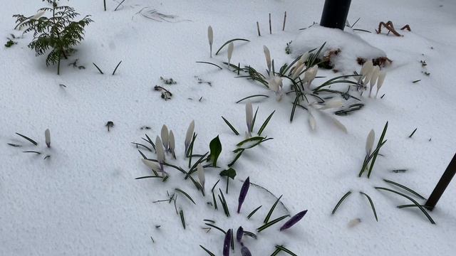 Под Питером опять зима, но цветению это не мешает😂 смотреть онлайн