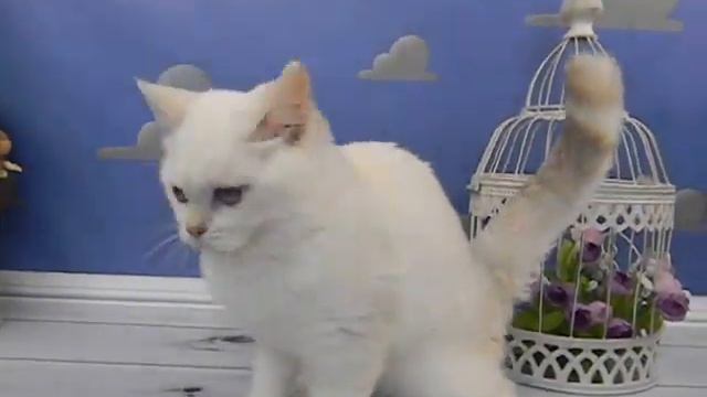 Шотландская кошечка серебристый затушеванный поинт ПРОДАЖА смотреть онлайн