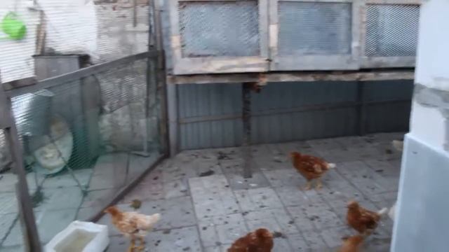 Один день сельского жителя смотреть онлайн