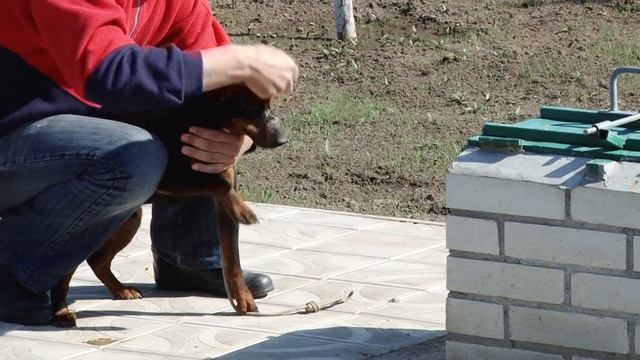 Чемпионат норных собак по лисице в искусственных норах "8" и "П" образной "Moldhunter-2015" смотреть онлайн