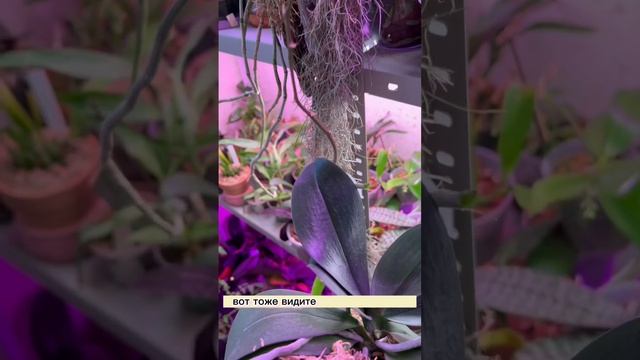 Детка монстр ? Орхидея мини Марк #orchid #orchidee #orchidlover #цветы #flower #орхидеи #орхидеимск смотреть онлайн