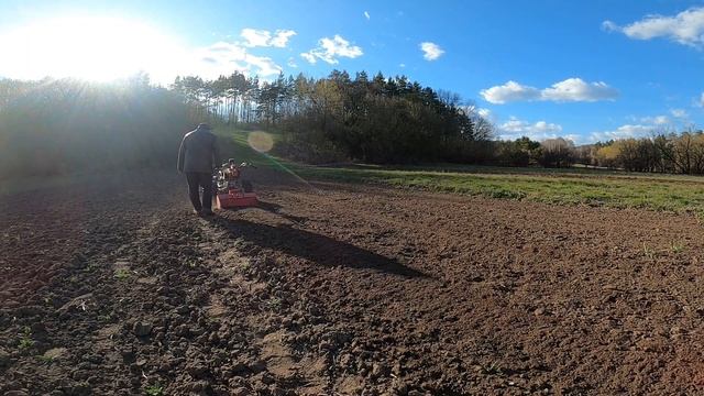 Фрезеруем под посадку картофеля моторсичем. Milling for planting potatoes. смотреть онлайн