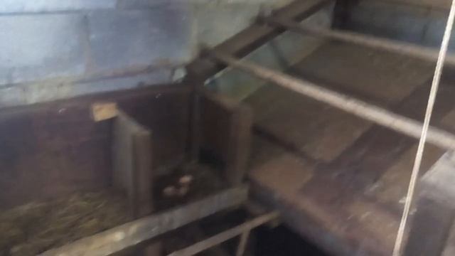 Мыть или не Мыть инкубационное яйцо! Чистые куриные яйцо легко и просто/// смотреть онлайн