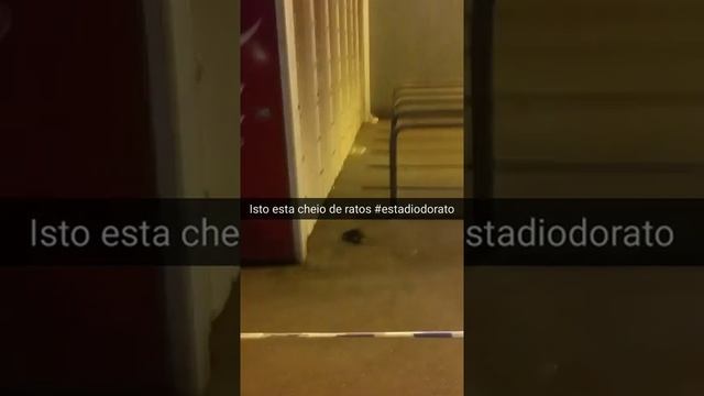 Estadio do Dragão infestação de rato смотреть онлайн