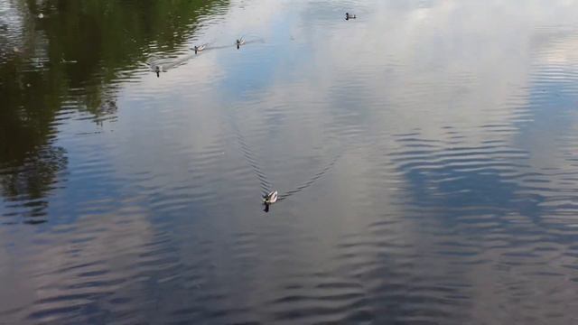 Вышний Волочёк 29-30 мая 2023.г Видеозарисовка города. смотреть онлайн