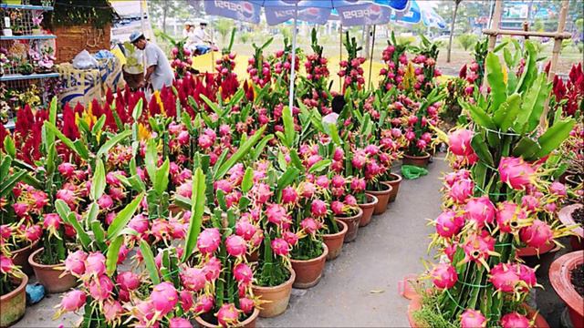 Питайя (питахайя): где растёт, как чистить, как кушать. Где можно выращивать.