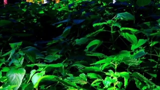 Пью и ХУДЕЮ. Этот НАПИТОК ВЫСОСАЛ весь ЖИР!!! Без ДИЕТ! Моя история. смотреть онлайн