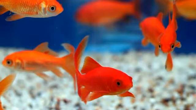 Топ 10 популярных домашних животных смотреть онлайн