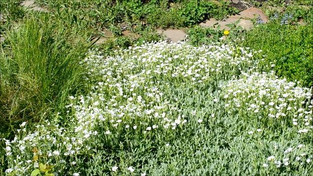 Ясколка Снежный Ковер. Ясколка многолетняя