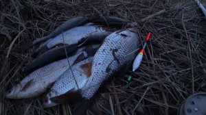 Все вокруг ловили окуня, а я ждал и дождался жора плотвы #рыбалка #поплавок #плотва