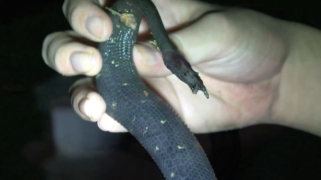 10 САМЫХ РЕДКИХ И НЕОБЫЧНЫХ ЗМЕЙ, о существовании которых ВЫ НЕ ЗНАЛИ смотреть онлайн