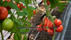 Томат Мануса F1 відео, опис, відгуки, характеристика. День поля