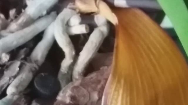 ПОЧЕМУ ЖЕЛТЕЮТ ЛИСТЬЯ У ОРХИДЕИ смотреть онлайн