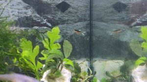 Гуппи Эндлера Израненное Сердце/Guppy wingei Bleeding Heart #ГуппиЭндлера #новыеэндлеры #Glaserрыбк