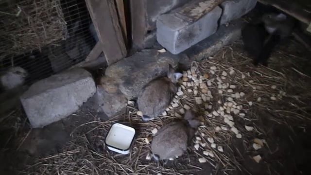 Внимание! Кокцидиоз у КРОЛИКОВ быстрое лечение и профилактика / из Города в Деревню смотреть онлайн