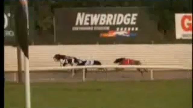 IGB - Welcome to Newbrige Greyhound Stadium S8/S9 05/07/2019 Race 1 - Newbridge смотреть онлайн