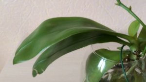 Черные пятна на листьях орхидеи. Кто знает, что это и как с этим бороться и лечить?