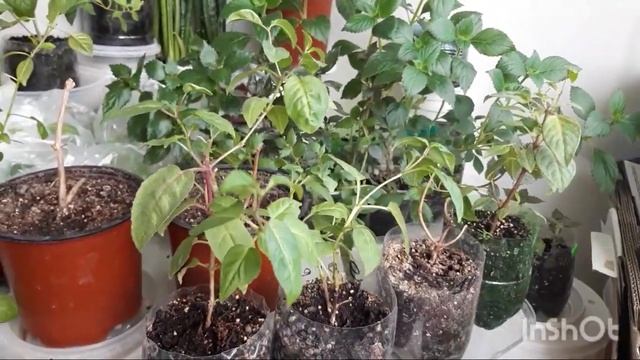 Затянувшаяся жара. Крик души. Мои цветы на лоджии: фуксии, ахименесы, кротоны, бегонии и др. смотреть онлайн