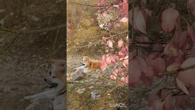 Волгоградские акитосы в Березовском ущелье!!! 😛✌ смотреть онлайн