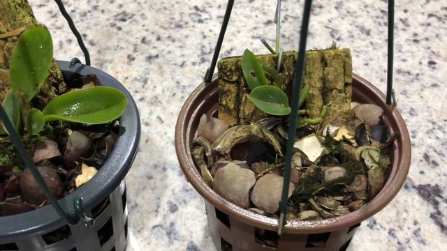 DICA DE CULTIVO: A IMPORTÂNCIA DA MANUTENÇÃO DE UMIDADE NOS SEEDLINGS! смотреть онлайн