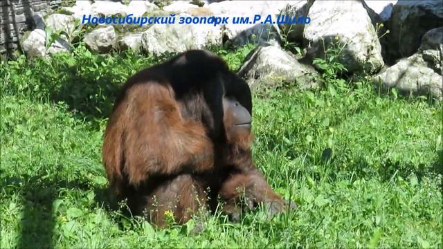 Орангутан Бату греется на солнышке 29.06.2021 смотреть онлайн