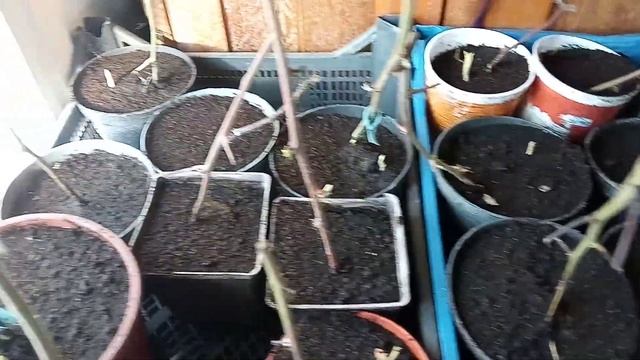 Ежевика Осейдж - лидер по пробуждению ростовой почки смотреть онлайн