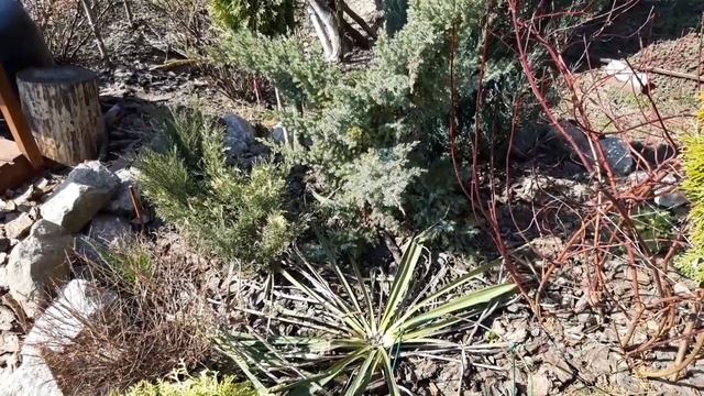 Хвойные.Стрижем.Формируем по новому.Дача.Ландшафтный дизайн.Сад СветаСветланы. смотреть онлайн