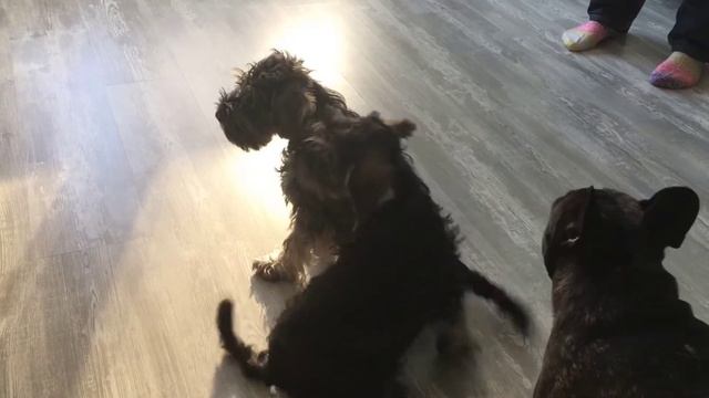 Влог Мелкие шнауцеры это что то! смотреть онлайн