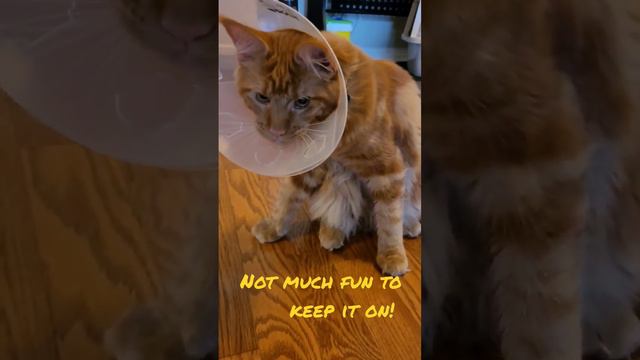 VETERINARIAN VISIT WITH ADDITIONAL OBLIGATIONS - HOW TO KEEP IT ON MAINE COON Kitten FOR 7 DAYS 🤔 смотреть онлайн