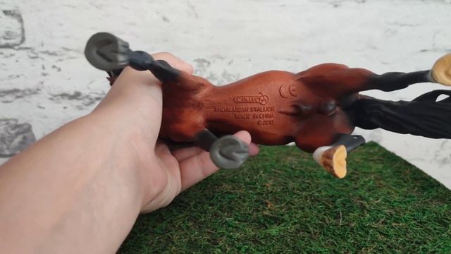 Недо-обзор / Андалузский жеребец от Collecta