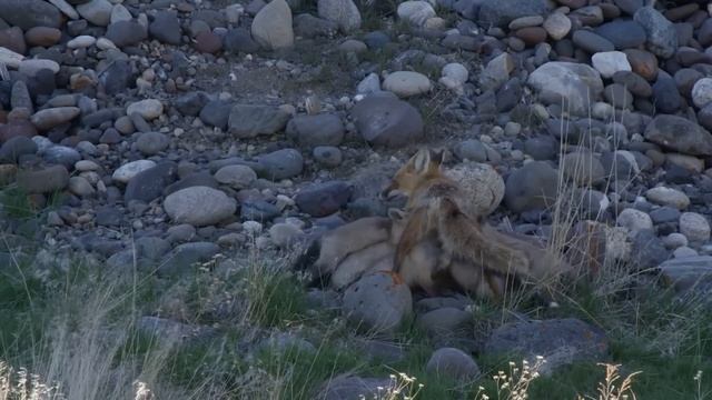 How Red Fox Giving Birth In The Wild To Cute Puppies