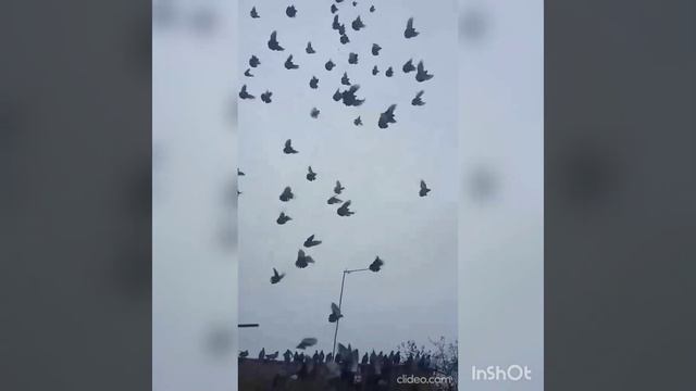 Николаевские голуби с. Гусаровка Барвенковский район 0992437253 смотреть онлайн