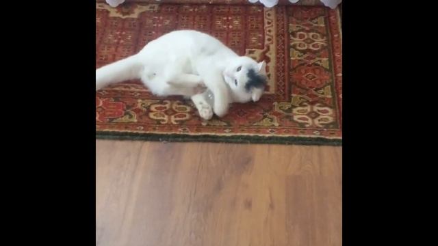 Реакция кота на стеклянный шар...)) смотреть онлайн