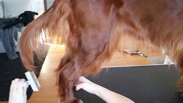 Grooming Part 4 - Irish Red Setter - Angulations & Touch Up