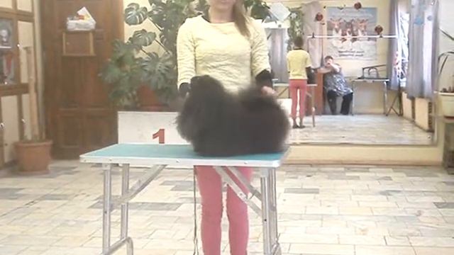 Леди (6 месяцев) Ganko Saffi Charming Lady с хендлером Еленой Титовой. смотреть онлайн