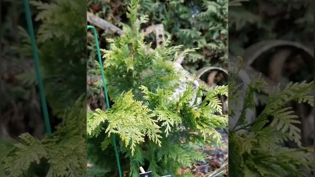 Вечнозеленые в саду зимой смотреть онлайн