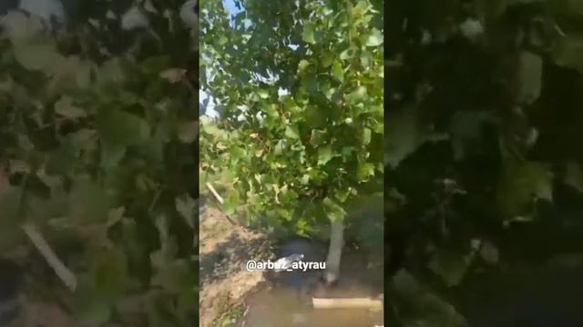 мой огород инстаграм @arbuz_atyrau #атырау #дача#овощи#арбузатырау #врекютуба #врек #kazakhstan смотреть онлайн