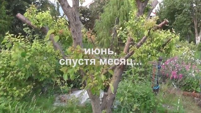 ✅ Абрикос. Жёсткая обрезка абрикоса до пеньков - часть 1 - начало... смотреть онлайн