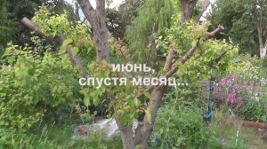 ✅ Абрикос. Жёсткая обрезка абрикоса до пеньков - часть 1 - начало...