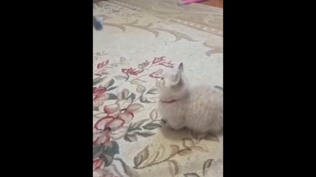 МИЛЫЙ КОТЕНОК КОРОТКОЛАПЫЙ ПОДРАСТАЕТ В НОВОМ ДОМЕ смотреть онлайн