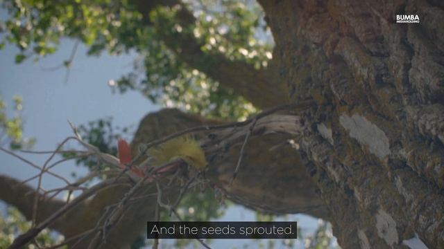 «Европейское дерево года 2020» – «Одинокий тополь» из Республики Калмыкия смотреть онлайн