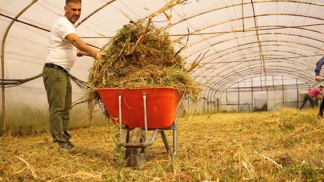 Сбор урожая в Турции. Рекорд Гиннеса в Эдирне. А не поехать ли нам в Канаду? | В ЕВРОПУ АВТОСТОПОМ смотреть онлайн