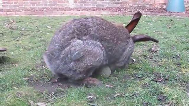 Giant Rabbit in the Garden... смотреть онлайн